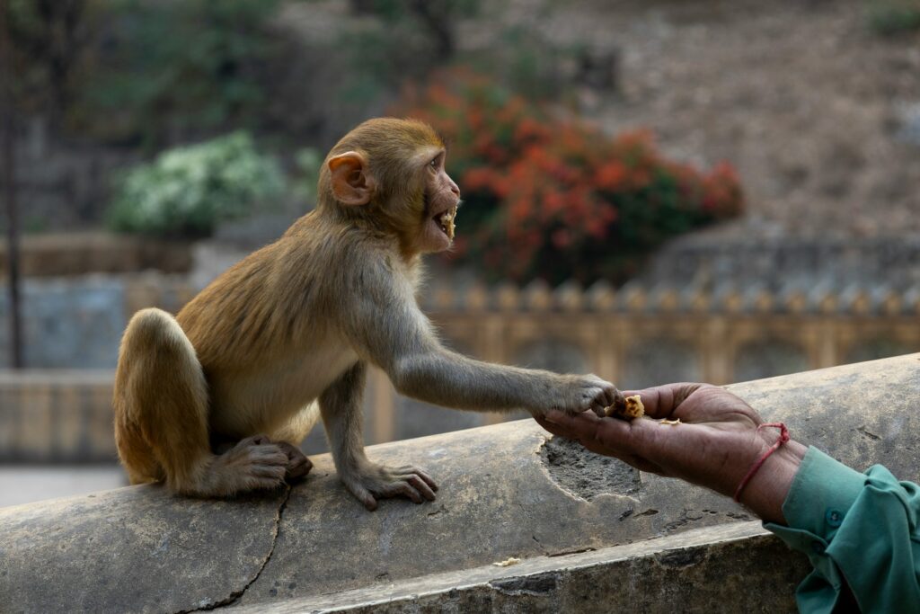 finger monkey for sale $100