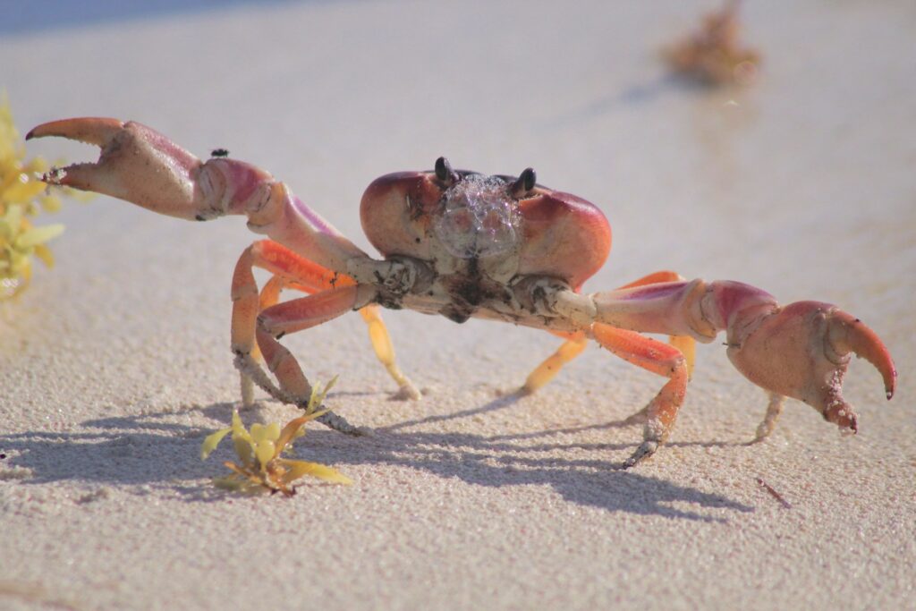 cranky crustacean nyt